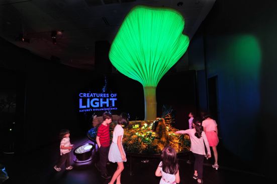 This oversized model represents a jack-o-lantern mushroom around 40 times the mushroom’s actual size. The smaller mushrooms grow on decaying wood in the forests of eastern North America. In one of these types of mushrooms, the honey mushroom, only the mycelia—root-like branches that run through the wood—glow with an eerie light known as foxfire.