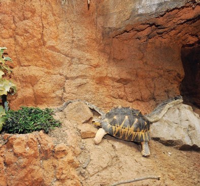RADIATED TORTOISE