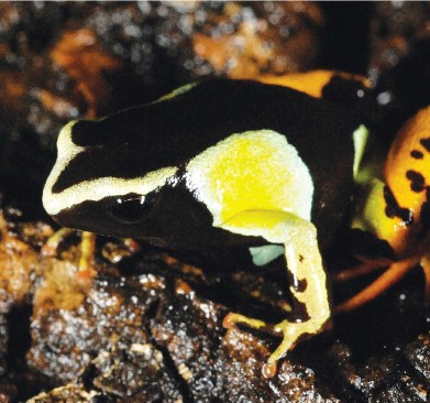 MANTELLA FROG
