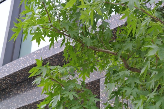 Liquidambar styraciflua leaves.