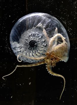 Think Evolution #1: Kiku-ichi (Ammonite). 2016-17. Monitor, high-definition video (color, sound, 2-minute loop), ammonite fossil, resin, 5.7 inches by 4.7 inches by 2.3 inches.