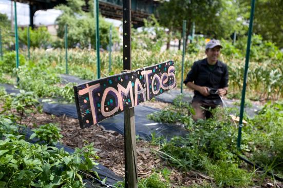 Community gardens get people outside and moving, and enable them to grow their own, healthy food. Likewise, urban farms can turn vacant or disused parcels into engines of local food production—increasing the availability of fresh produce and cutting down on the "food miles" that lead to carbon emissions.