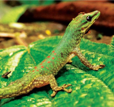 GIANT DAY GECKO
