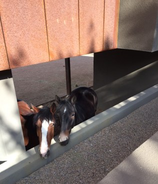 Mustangs hanging out in the stall.