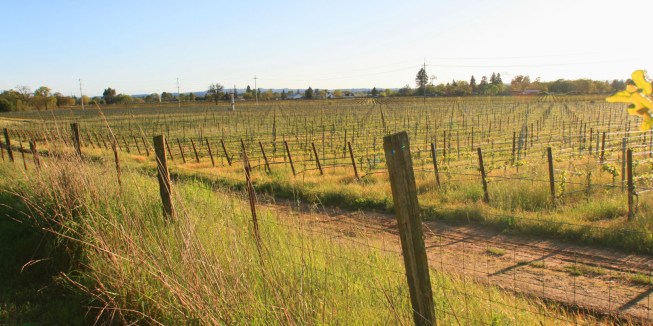Your view from the back yard… welcome to wine country.