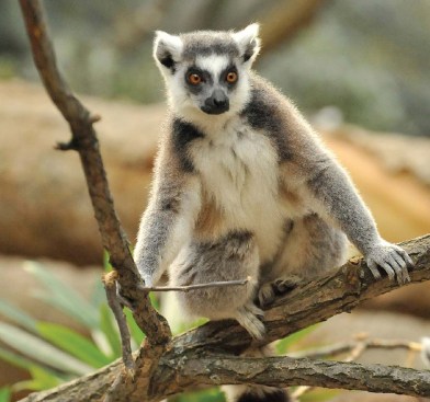 RING-TAILED LEMUR