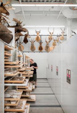 The Burke Museum | Olson Kundig