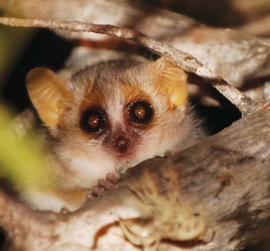 MOUSE LEMUR