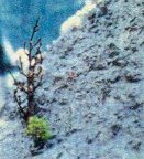 A seedling from the Dead Tree speaks of life after death