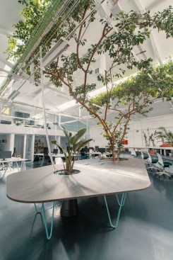 Ficus Office