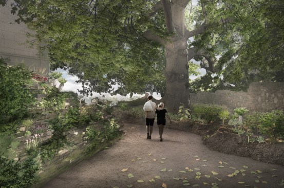 Ceibas trees garden