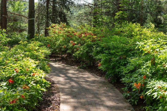 A collection of rhododendrons and azaleas has been planted through out the pine and birch woodland.