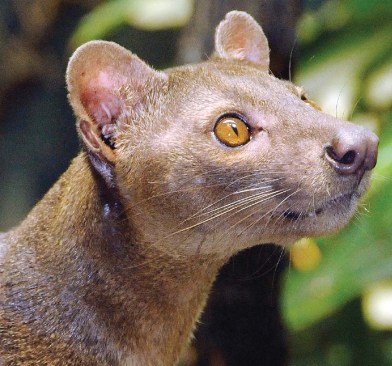 FOSSA