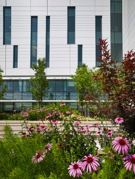 Roof Top Garden