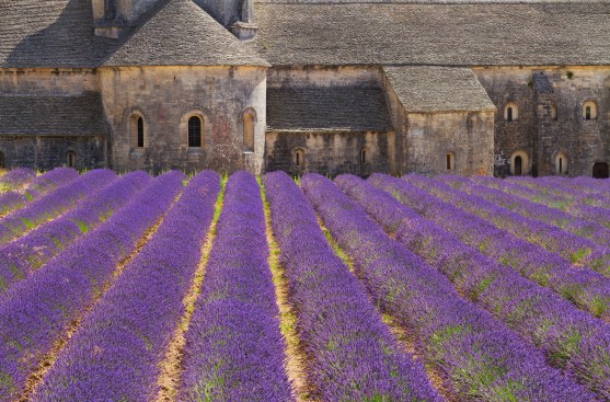The Romanesque church at Sénanque Abbey, a Cistercian monastery founded in 1148 in Provence, France.