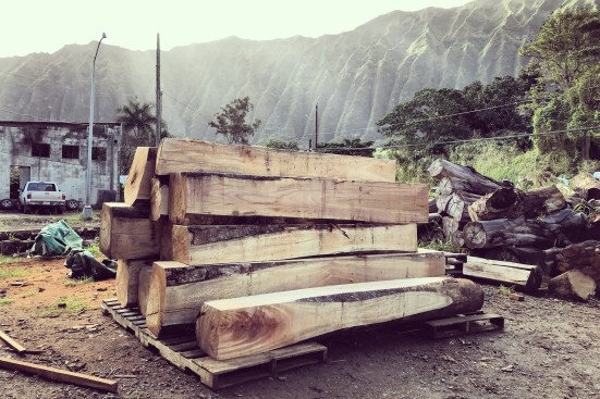 Albizia logs at the sawmill