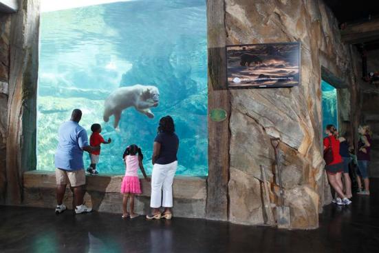 Underwater Polar Bear Viewing