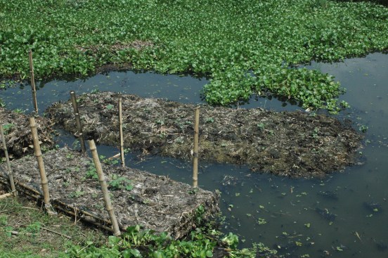 Floating gardens in Bangladesh