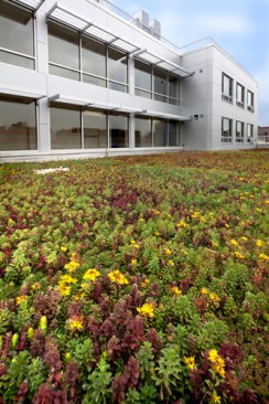 Green+Roof+at+7th+floor+setback