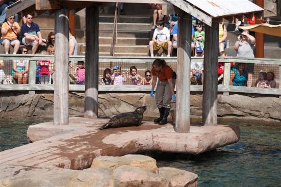 Sea Lion Show
