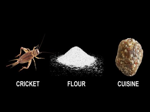 Cricket flour is a source rich with proteins and amino acids.