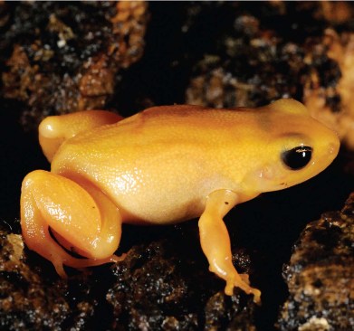 MANTELLA FROG