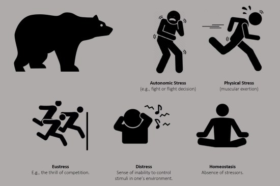 In emotionally stressful situations, the human body accelerate the production of adrenaline. This autonomic response, a form of emotional stress, is distinct from physical stress. Emotional stress can be good (eustress) or bad (distress), but the researchers assumed for the context of placemaking, that the preferred state is one of homeostasis.