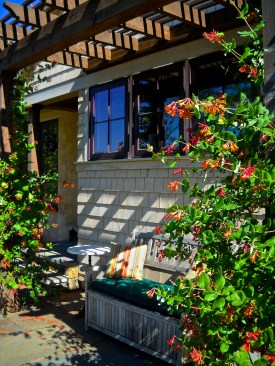 Pergola with native honeysuckle