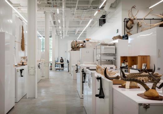 The Burke Museum | Olson Kundig