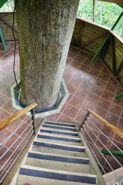 The stairwell in the El Castillo Mastate house was built around the tree.