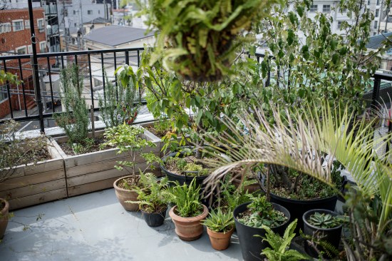 4th floor became soon a small garden