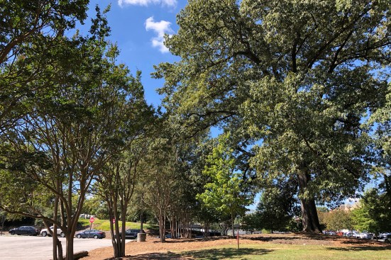 Georgia Tech's Eco-Commons will tie into a grove of century-old trees to the Kendeda Building's north.