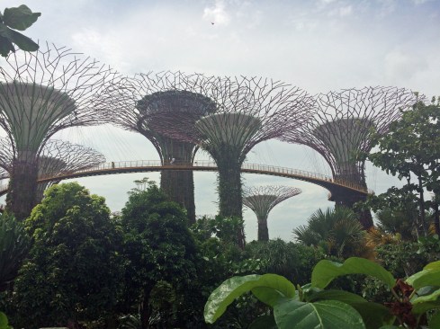 Bio-inspired "Supertrees" rise from the Gardens by the Bay park.