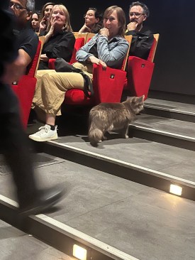 The cat evades capture.
