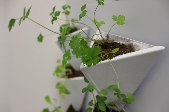 Indoor green wall system.