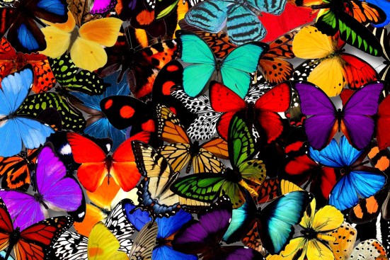 Insectworks artist Jennifer Ivory uses illustration ink and acrylic paint on archival-grade art paper to create her realistic creatures.