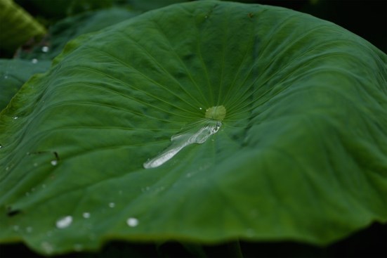 The lotus leaf is considered a superhydrophobic plant.