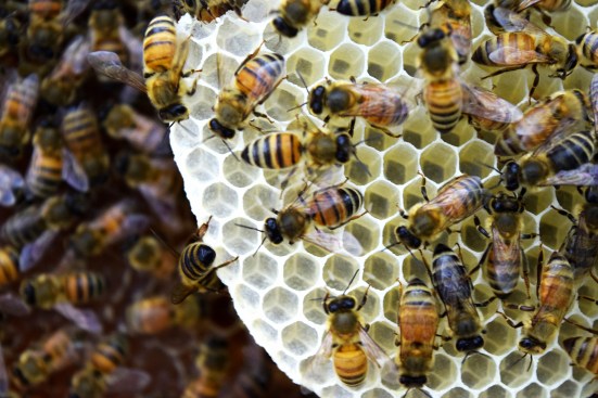 Hive construction within the Synthetic Apiary environment.