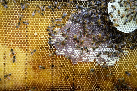 Hive frame with visible honey and wax construction in the Synthetic Apiary environment.