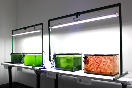 Microalgae incubator room.