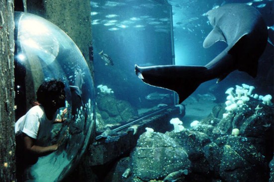 A visitor peers into a tank.