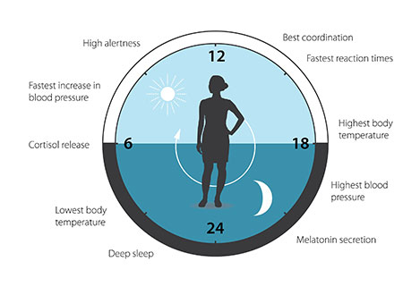 The circadian clock anticipates and adapts our physiology to the different phases of the day. Our biological clock helps to regulate sleep patterns, feeding behavior, hormone release, blood pressure, and body temperature.