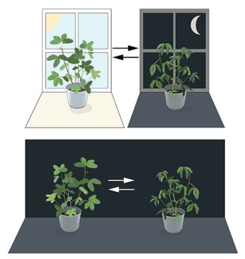 An internal biological clock. The leaves of the mimosa plant open towards the sun during day but close at dusk (upper part). Jean Jacques d'Ortous de Mairan placed the plant in constant darkness (lower part) and found that the leaves continue to follow their normal daily rhythm, even without any fluctuations in daily light.