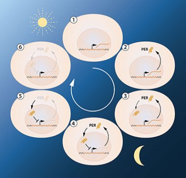 A simplified illustration of the feedback regulation of the period gene. The figure shows the sequence of events during a 24 hour oscillation. When the period gene is active, period mRNA is made. The mRNA is transported to the cell's cytoplasm and serves as template for the production of PER protein. The PER protein accumulates in the cell's nucleus, where the period gene activity is blocked. This gives rise to the inhibitory feedback mechanism that underlies a circadian rhythm.