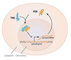 A simplified illustration of the molecular components of the circadian clock.