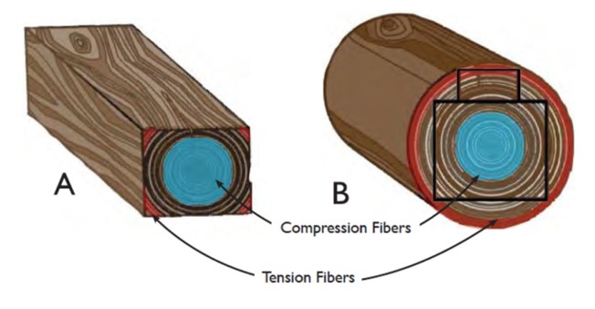 The largest timber (A) that can be milled from any given log (B) will only have 17–33% of the original strength of the unmilled log.