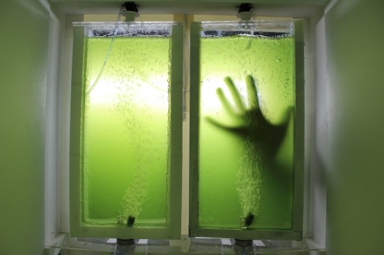 Scenedesmus microalgae in bioreactor on day 10 of a 14 day grow cycle.