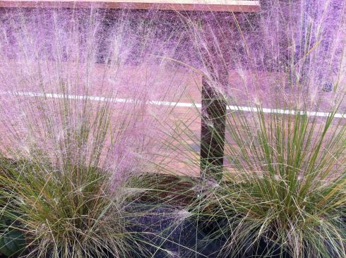 Purple-blooming, native Shenandoah grasses add color and textural interest to the horizontal siding.