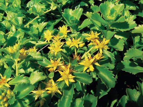 Stonecrop (Sedum kamtschaticum)

Good for: Storing carbon



Zone: 4 to 9



Height: 6 to 12 inches



Sun: Full sun to partial shade



Blooms: Early summer

 All plants store carbon, but some are more effective than others, says MSU horticulture professor Brad Rowe. Carbon storage potential is directly related to biomass—for example, a tree will store more than a perennial. Stonecrop, Rowe says, is a larger rooftop plant that can be planted in shallow soil. It produces long-lasting, half-inch yellow flowers.