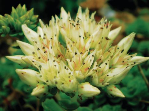Two-Row Stonecrop (Sedum spurium)

Good for: Storing carbon



Zone: 4 to 9



Height: 2 to 6 inches



Sun: Full sun to partial shade



Blooms: Summer

 Rowe also pointed to this sedum variety as another excellent carbon-storage plant that can grow in shallow planting soils. The semi-evergreen sedum produces white or purplish star-shaped flowers in the summer. Its foliage turns burgundy in the fall. Like Stonecrop, the plant also provides good ground cover.